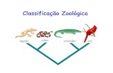 Classificação Zoológica - lei.ecoevol.ufg.br · 4 mil spp. animais distribuídas em 6 classes (Mammalia, Aves, Amphibia, Pisces, Insecta e Vermes) Breve histórico 4. ... Amniota