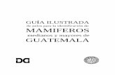 de pelos para la identificación de MAMIFEROS - …digi.usac.edu.gt/bvirtual/informes/puirna/INF-2007-014.pdf · Introducción En la actualidad el estudio de los mamíferos guatemaltecos