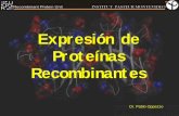 Expresión de Proteínas - biolmol.fcien.edu.uybiolmol.fcien.edu.uy/materiales/Proteinas_Recombinantes_2009.pdf · vector recombinante 9Cultivo del clon e inducción de la expresión