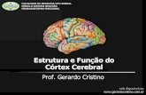 Estrutura e Função do Córtex Cerebralgerardocristino.com.br/novosite/aulas/neurologia-neurogirurgia/... · Conexões eferentes - feixe piramidal. Representação do corpo na área
