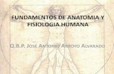 FUNDAMENTOS DE ANATOMIA Y FISIOLOGIA … HUMANA4.pdf · FUNDAMENTOS DE ANATOMIA Y FISIOLOGIA HUMANA ... la tráquea se divide en dos bronquios que se dividen de nuevo, una y otra