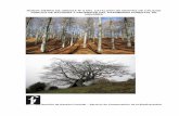 MONTE SIERRA DE URBASA Nº 6 DEL CATALOGO … · - Juniperus communis – Eztameta, Basauntziturri – entre 1 y 2 Kg. - Sambucus nigra – El Arenal – entre 0,500 y 1 Kg. ... La