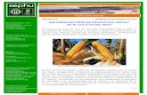 RECOMENDACIONES DE PRODUCTOS “SEPHU” EN EL CULTIVO DEL … · 10 ºC para la siembra del maíz, y que ella vaya en aumento. ... 10 de Octubre de 2012 6 / 8 RECOMENDACIONES AL