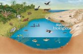 Formações pioneiras com influência fluvial Restinga ...³gicos.pdf · bém se torna um fator ecológico, imprimindo ... Este complexo fitogeográfico e mosaico vege-tacional que