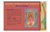 SISTEMA REPRODUTOR FEMININO Parte Externa - Início · Hímen → Membrana que recobre parcialmente o óstio vaginal pode ser bilabiado, frenestrado, puntiforme ou imperfurado. Os