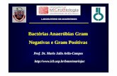 Bactérias Anaeróbias Gram Negativas e Gram Positivas · Gêneros Porphyromonas (Assacarolíticos) e Prevotella (Sacarolíticos)-Infecções orais: mordidas; Infecções de cabeça,
