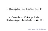 Receptor de Linfócitos T - Complexo Principal de ... · Animais (Receptor e Doador) ... • O TCR somente reconhece o Ag se o mesmo estiver associado ao MHC. • De acordo com o