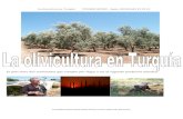 La olivicultura en TurquÃa (2) - variedadesdeolivo.com cultivo del olivo en... · À r r u v x t t t { t { s w (o sdtv hqwuh grv frqwlqhqwhv txh frpslwh sru oohjdu d vhu ho ...
