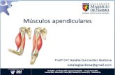Músculos apendiculares - downloadportal.sereduc.com · Músculos apendiculares Profª Drª Natália Guimarães Barbosa nataliagbarbosa@gmail.com