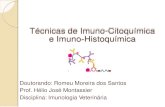 Técnicas de Imuno-Citoquímica e Imuno-Histoquímica · Técnicas de Imuno-Citoquímica e Imuno-Histoquímica Doutorando: Romeu Moreira dos Santos Prof. Hélio José Montassier Disciplina: