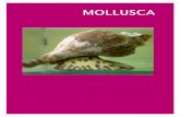 MOLLUSCA - mma.gov.br · bijuteria (Matthews-Cascon & Matthews, 1990). Ordem Caenogastropoda Cox, 1959 Família Littorinidae Gray, 1840 Littorina angulifera (Lamarck, 1822)