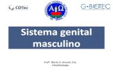 Sistema genital masculino - Universidade Federal de Pelotas · pampiniforme, forma um sistema contracorrente de troca de calor para manter a temperatura testicular ideal. Hipospadia