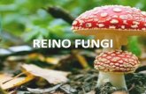 REINO FUNGI - zaccaria.g12.br Fundamental II/Série 17... · Fungos • O Reino Fungi é um grupo de organismos eucariotas, que inclui micro-organismos tais como as leveduras, os