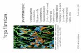Fungos Filamentosos - UFRJ/EQ · Morfologia Colônias filamentosas (algodonosas, aveludadas ou pulverulentas) Constituídas por elementos multicelulares em forma de tubo - hifas Micélio