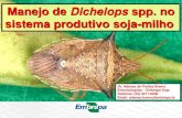 Manejo de Dichelops spp. no sistema produtivo soja-milho · Importância 2ª safra 10-12 milhões de ha 70% redução de área; Concentração dos insetos; Desafio: manejo sistema