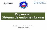 Organelas I Sistema de endomembranas - ufpel.edu.br · outros componentes do RE . Modificação e distribuição das proteínas no Golgi ... -Difundir no líquido extracelular para