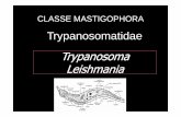 Trypanosoma - UFERSA · Divisão do gênero Trypanosoma em duas seções: • Seção Salivaria : – São aqueles transmitidos através das glândulas salivares (inoculativa),