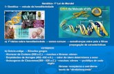 Genética- 1ª Lei de Mendel 1- Genética → estudo da ...facige.com.br/biblioteca/wp-content/uploads/2013/05/1027_arquivo.pdf · LEI DA SEGREGAÇÃO DOS FATORES ... Representações