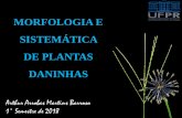 MORFOLOGIA E SISTEMÁTICA DE PLANTAS DANINHAS · Controle de plantas daninhas –Evolução de plantas daninhas (Holm, 1978). Sistemática ... A - Dicotiledôneas : Angiospermas basais
