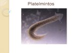 Platelmintos - quimica20102.files.wordpress.com · Classificação CLASSE TURBELLARIA: animais de vida livre, exemplo planária CLASSE TREMATODA: animais parasitas, exemplo Schistosoma