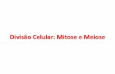 Divisão Celular: Mitose e Meiose - colegioanhanguera.com.br · Tipo de divisão celular em que uma célula mãe haplóide (n) ou diplóide (2n), sempre com cromossomos duplos, origina