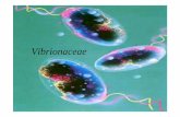 Vibrionaceae - FMUPusers.med.up.pt/cc04-10/microslides/10-vibriobrucela.pdf · bovinos e ovinos - contágio: ... • Pode estar presente nas mucosas do tracto respiratório ... •