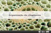 Organização do citoplasma - Blog Educacional Ressurreição · (TSE): Acumulo de uma proteína de membrana anormal no sistema nervoso –PRION –que se acumula nos lisossomos que