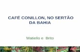 CAFÉ CONILLON, NO SERTÃO DA BAHIA - … · condições de extremo calor e seca, na Bahia. ... Maria da Vitória, no quase sertão da Bahia. Metodologia Em Coribe existe um Pólo
