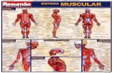 Sistema Muscular - centrodeensinounificado.com.brcentrodeensinounificado.com.br/resumos/Resumao_-_Sistema_Muscular.pdf · Flexor superficial dos dedos Grande dorsal Deltóide Infra-espinhal
