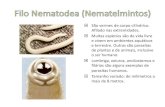 São vermes de corpo cilíndrico. Afilado nas extremidades ... · » Larva migra ou bicho geográfico : é uma doença causada pelo Ancylostomo caninum e Ancylostomo brasiliense,