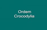 Ordem Crocodylia - ufpa.br · quadrado imóvel dentes tecodontes – com raízes verdadeiras, situadas em alvéolos presença de osteosdermos. Anatomia