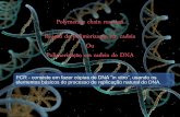 ESTRUTURA DO DNA - profiva.dominiotemporario.comprofiva.dominiotemporario.com/doc/Genetica8.pdf · A localização da seqüência alvo é feita pelos iniciadores (primers).Oligonucleotídeos