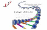 05 Biologia Molecular [Modo de Compatibilidade] · Evidências da estrutura do DNA • 1946 -Maurice Wilkins • 1920 –1958 Rosalind Franklin Feixes de Raios X Moléculas Purificadas
