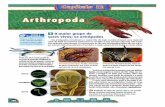 Full page photo - e-conhecimento.com.bre-conhecimento.com.br/wp-content/uploads/2015/03/Bio2_Cap12_Reino... · Com relaçåo aos insetos, todos säo hexápodes quando adultos, ou
