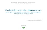 coletânea de imagens - Home — Ministério da ... · Lesões de febre aftosa e de outras doenças incLuídas no sistema nacionaL de vigiLância de doenças vesicuLares coletânea