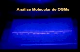 Análise Molecular de OGMs - mma.gov.br · Gel Membrana de Nylon Papel para Absorção 3. Transferência do DNA para a membrana de nylon (Blotting) 2. Eletroforese DNA em Gel de Agarose