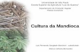 Cultura da Mandioca - esalq.usp.br 1 mandioca 2013.pdf · 2 E/P = participação porcentual do estado em relação ao Brasil. 3 EAC = participação porcentual acumulada dos estados