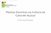 Plantas Daninhas na Cultura da Cana-de-Açúcar - famat.ufu.br©... · das principais plantas daninhas presentes na cultura da cana-de-açúcar, bem como destacar ... mais de 4,5