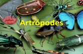 Artrópodes Fundamental II/Série 17... · •O exoesqueleto reveste e protege o corpo desses ... • Vários artrópodes são carnívoros, mas há também os herbívoros, que se