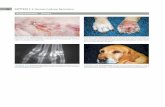 Actinomicose (Cont.)... · Ampliação da foto do cão mostrado na Figura 3-104. Tratos drenantes profundos com descoloração tecidual, ... das lesões e da localização com as