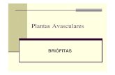 Briofitas e Pterid fitas alunosbiologiaecienciascap.pbworks.com/w/file/fetch/48352539/Briofitas e... · Angiospermas Magnoliophyta (árvores, capins) (com fruto) Coniferophyta (pinheiros)