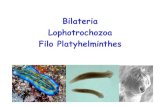 Bilateria Lophotrochozoa Filo Platyhelminthes - portais.ufg.br · sistema nervoso –neurônios e órgãos ... • Possuem tecidos e órgãos ... • Monogêneos e trematóides se
