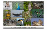 Comportamento de Aves - ufpa.br · Comunicação • A troca de informações permite que os animais se reproduzam e sobrevivam; • Os sinais de comunicação podem ser de natureza