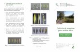 Folheto colheita folhas OLIVEIRA 26 Maio 09 a DE AMOSTRAS DE FOLHAS A avaliação do estado de nutrição dos olivais, através de análise foliar, é fundamental para uma fertilização