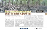 Na submata do mangue- Rhizophora mangle às margens … (253-255) reduzido.pdf · tanto, esse termo aparece no Senegal, Gâmbia e Guiné como uma palavra nativa, sendo pronunciada