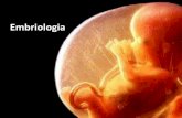 Embriologia - CURSINHO ATIVO DA UNESP · Após a fecundação começam a ocorrer ... Se o animal não tiver a cavidade ... Embriologia Author: