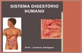 SISTEMA DIGESTÓRIO HUMANO - csfx.org.brcsfx.org.br/professores/pdf/jucimara/digestorio.pdf · lipídios e aminoácidos na parede duodenal Estimula a liberação de enzimas digestivas