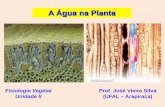 A Água na Planta - PIBID Biologia-UFAL · minutos após a excisão do caule de plantas bem regadas. O acúmulo de solutos no xilema pode gerar “Pressão ... Transporte de água