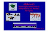 Associação Brasileira de Veterinários de Animais Selvagenssistemafamato.org.br/site/arquivos/doencas em animais selvagens... · O que é a fibropapilomatose ? Patologia da Fibropapilomatose