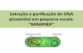 Extração e purificação de DNA plasmidial - IFSCbiologia.ifsc.usp.br/biomolcel1/roteiros/miniprep.pdf · pela descoberta das enzimas de restrição. Tipos de endonucleases de restrição